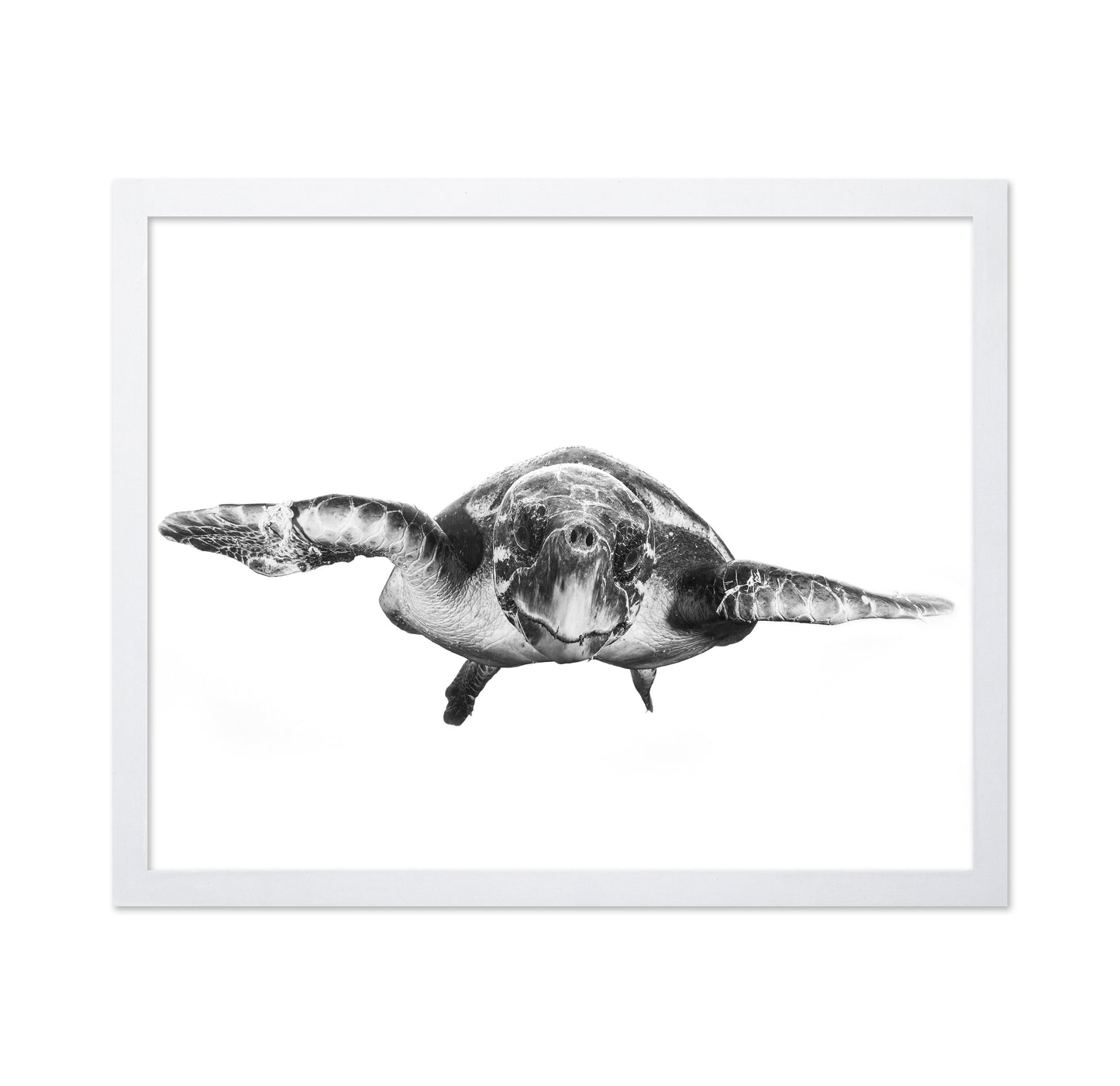White And Turtle