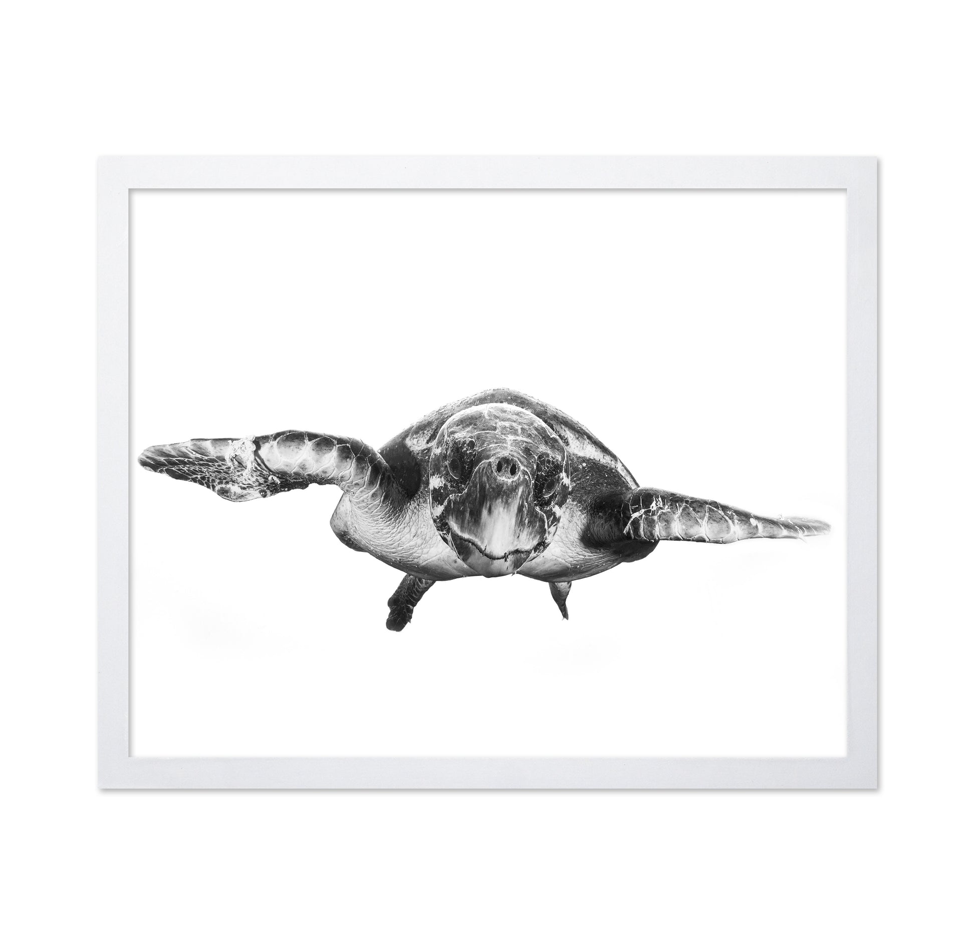 White And Turtle