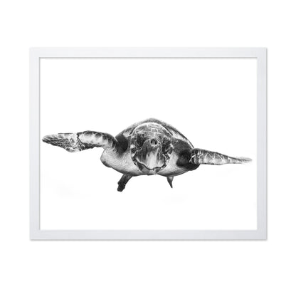 White And Turtle