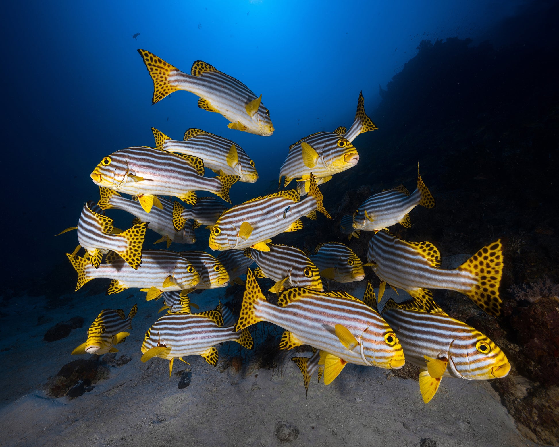 Indian Ocean Sweetlips