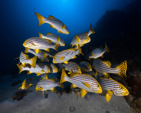 Indian Ocean Sweetlips