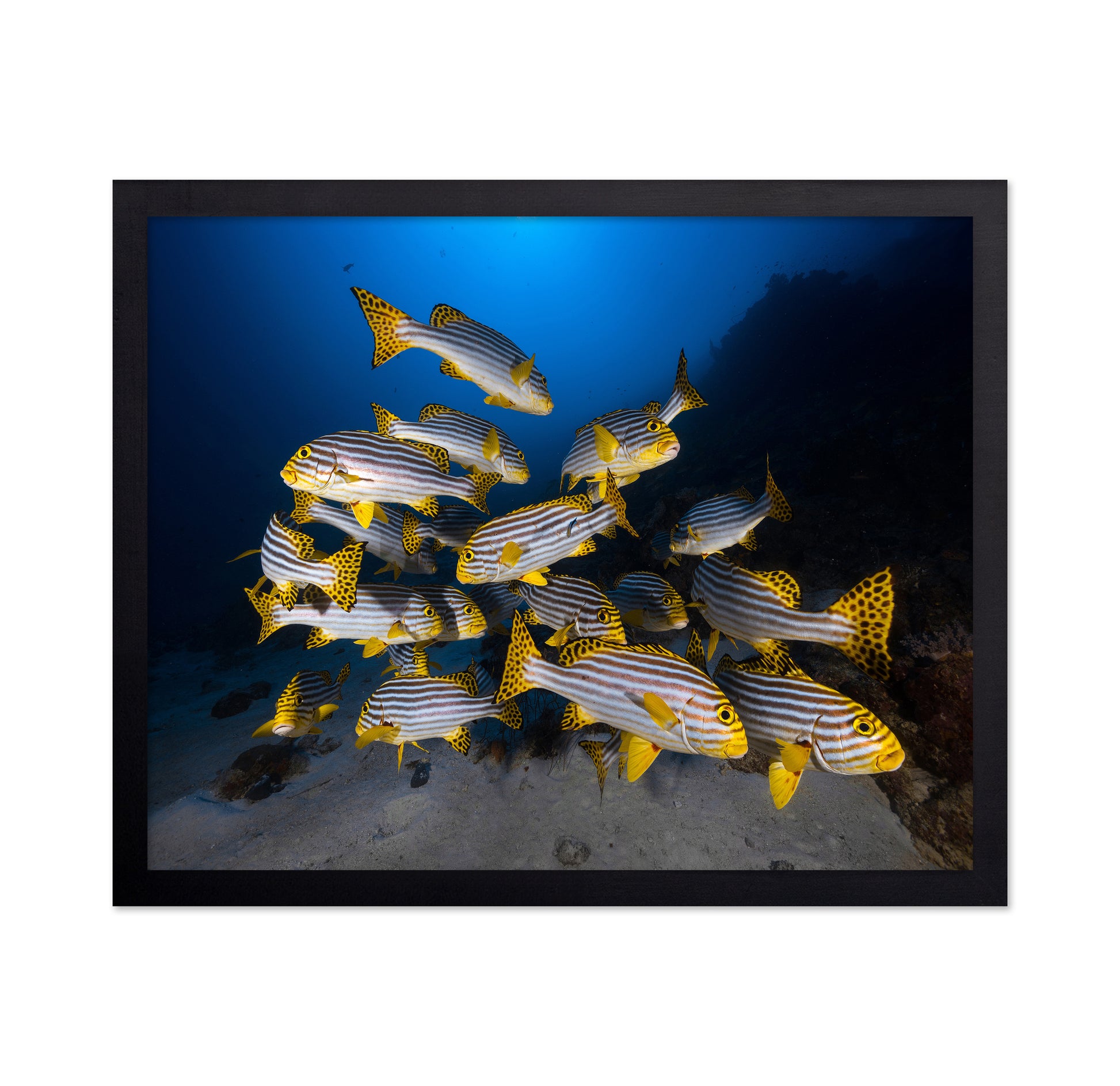 Indian Ocean Sweetlips