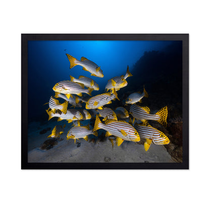 Indian Ocean Sweetlips