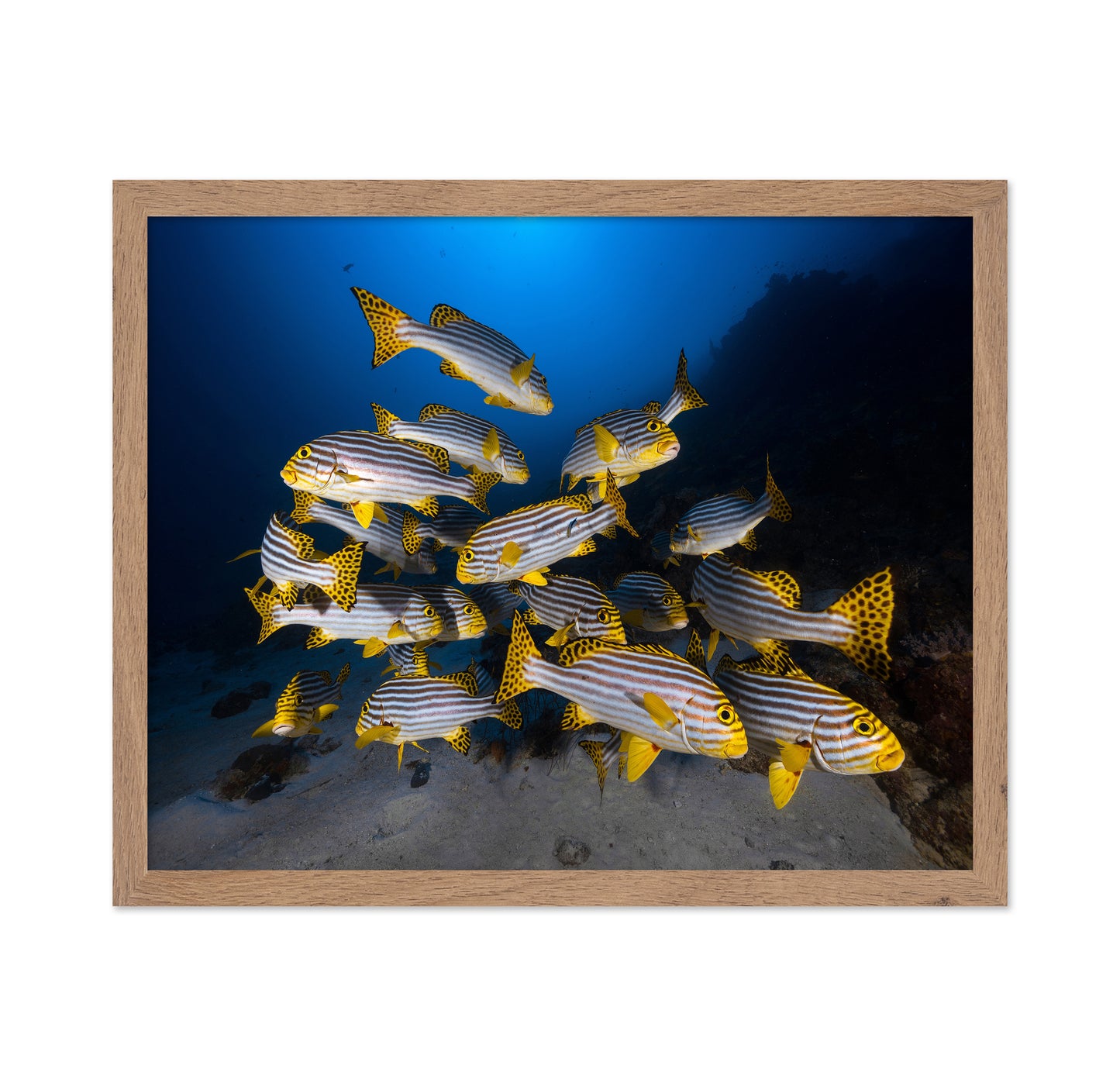 Indian Ocean Sweetlips