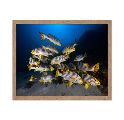 Indian Ocean Sweetlips