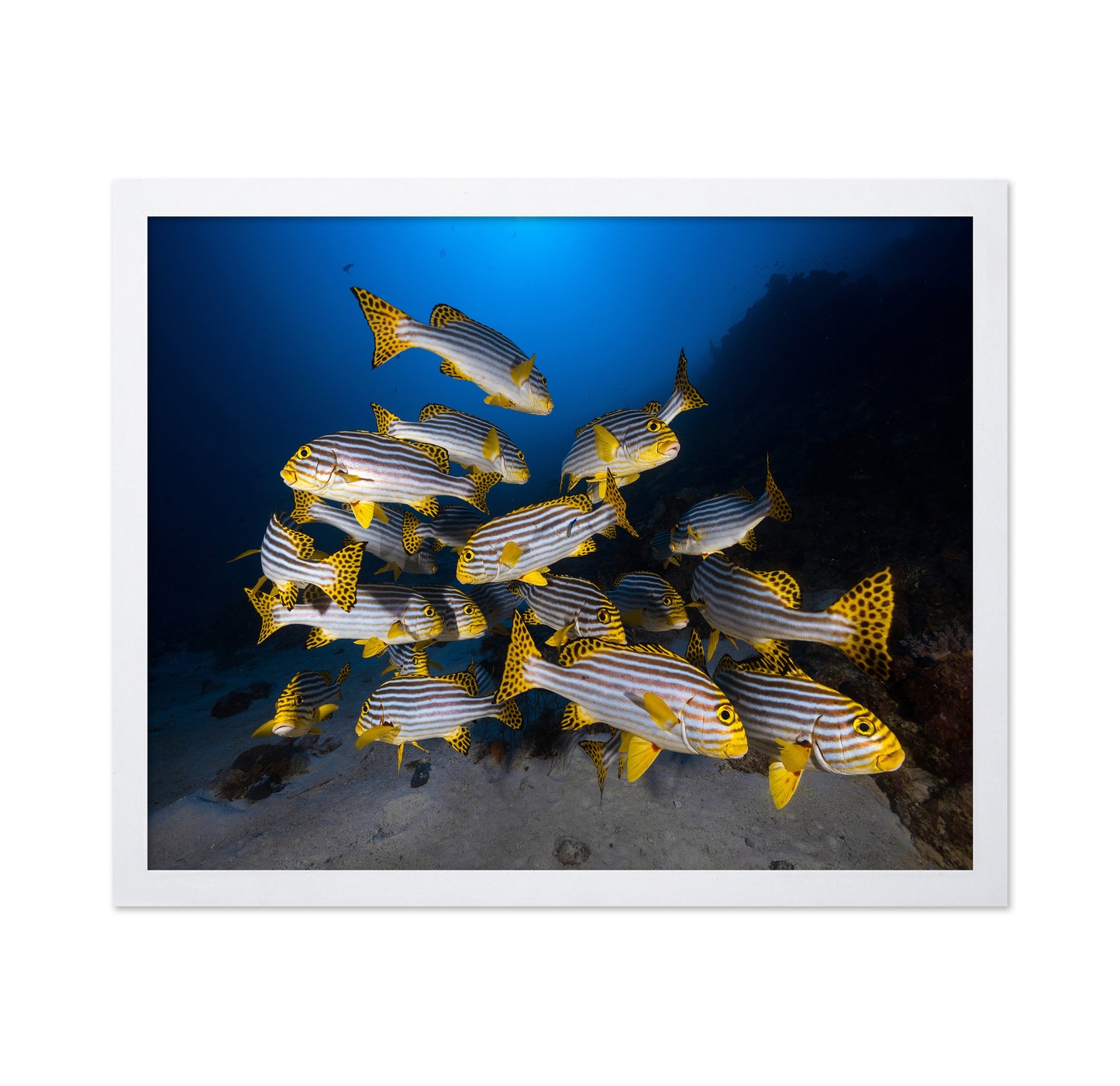 Indian Ocean Sweetlips