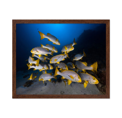 Indian Ocean Sweetlips