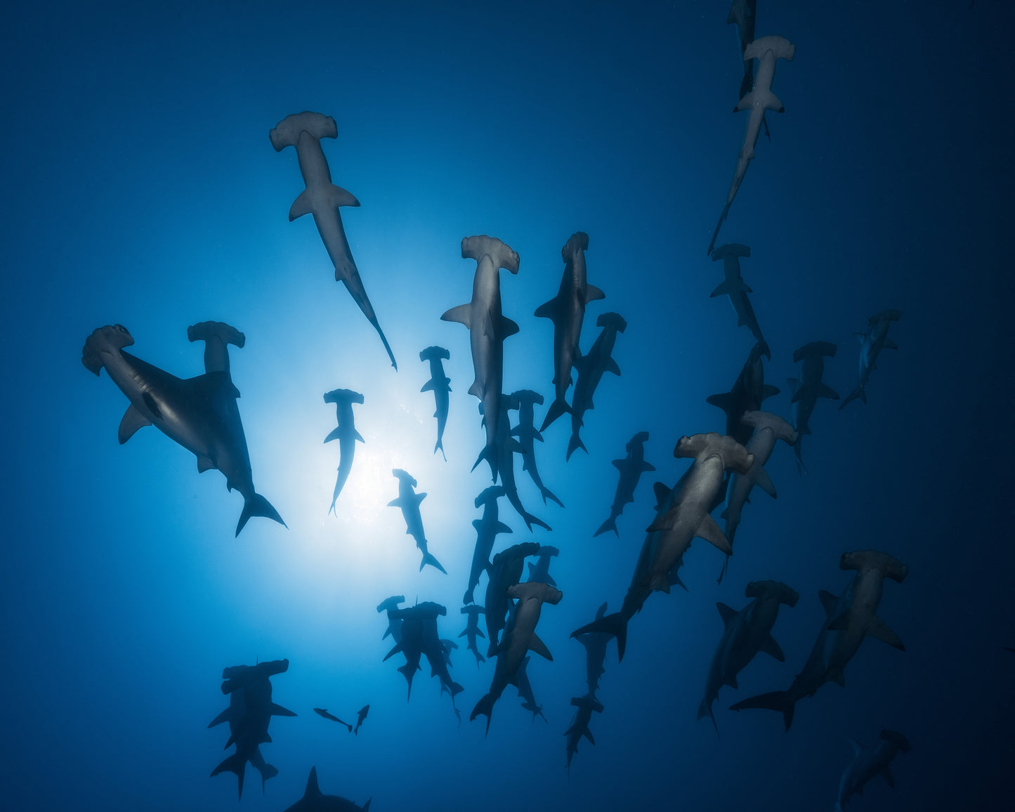 Hammerhead Shark No 1