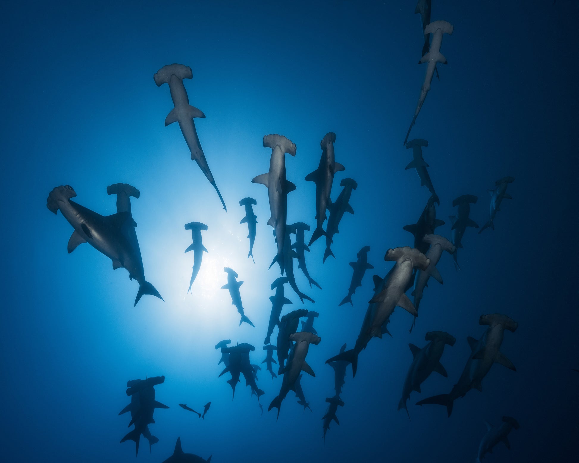 Hammerhead Shark No 1