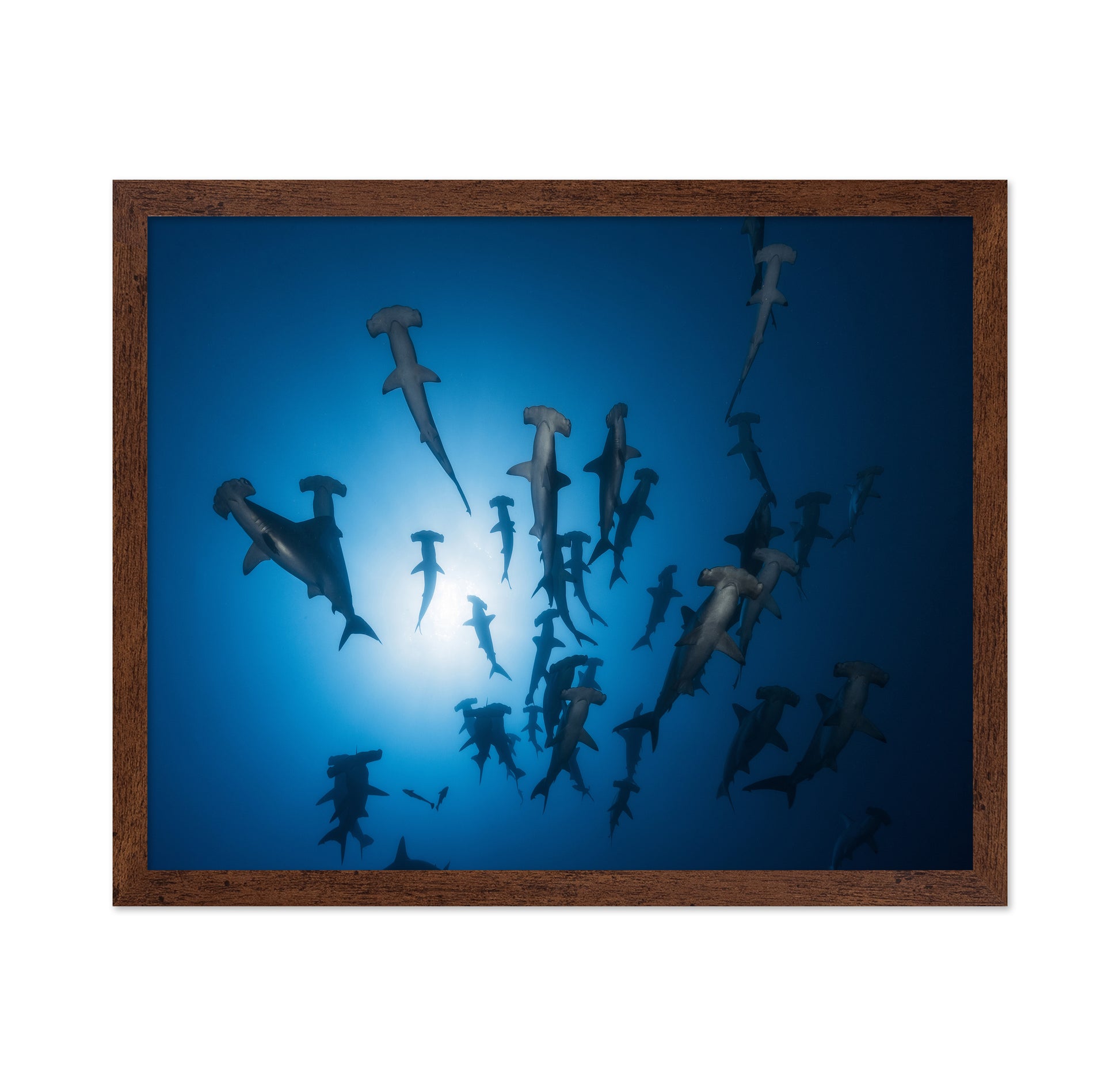 Hammerhead Shark No 1