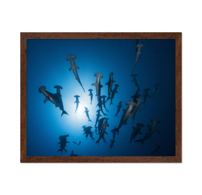 Hammerhead Shark No 1