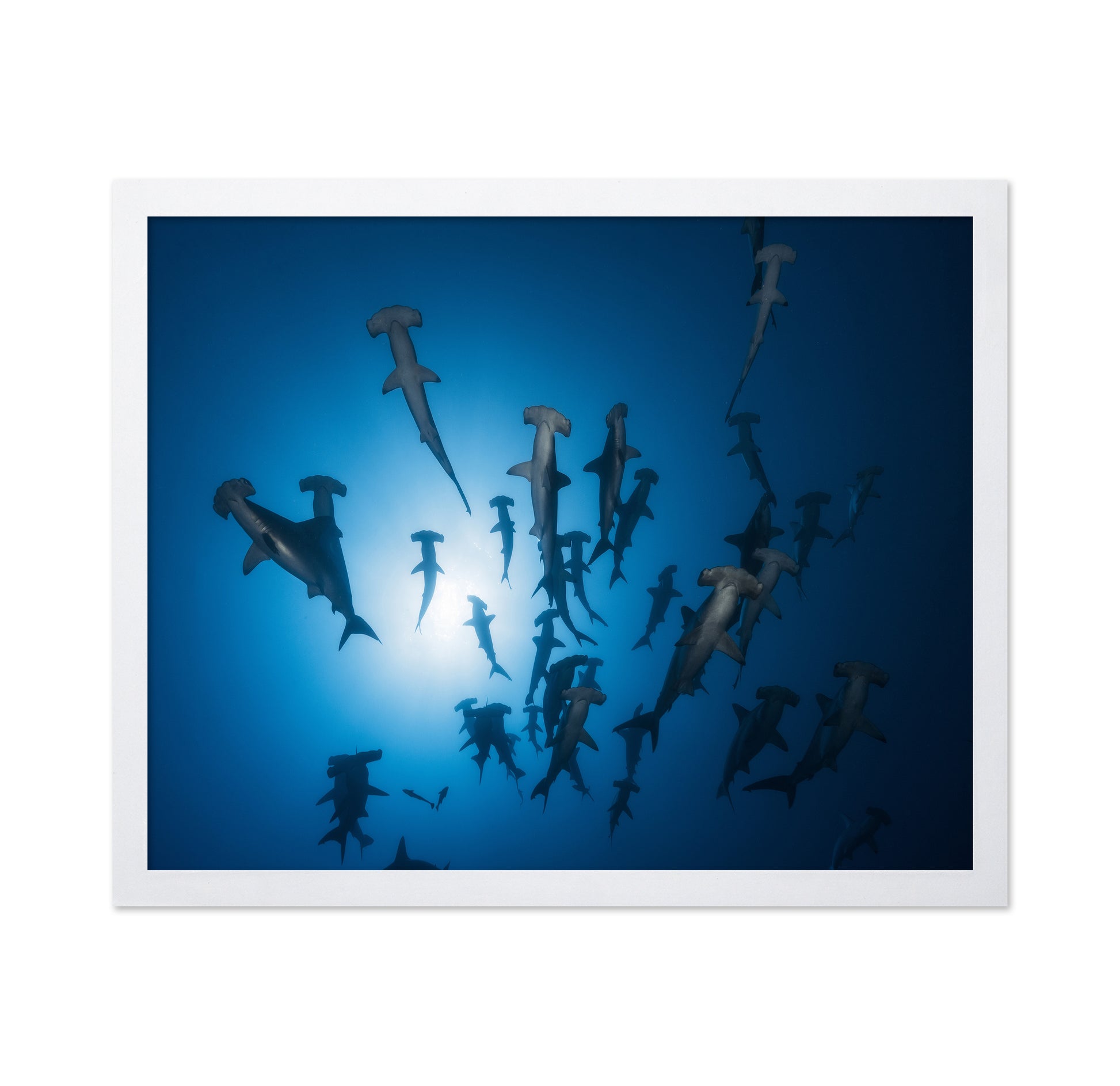 Hammerhead Shark No 1