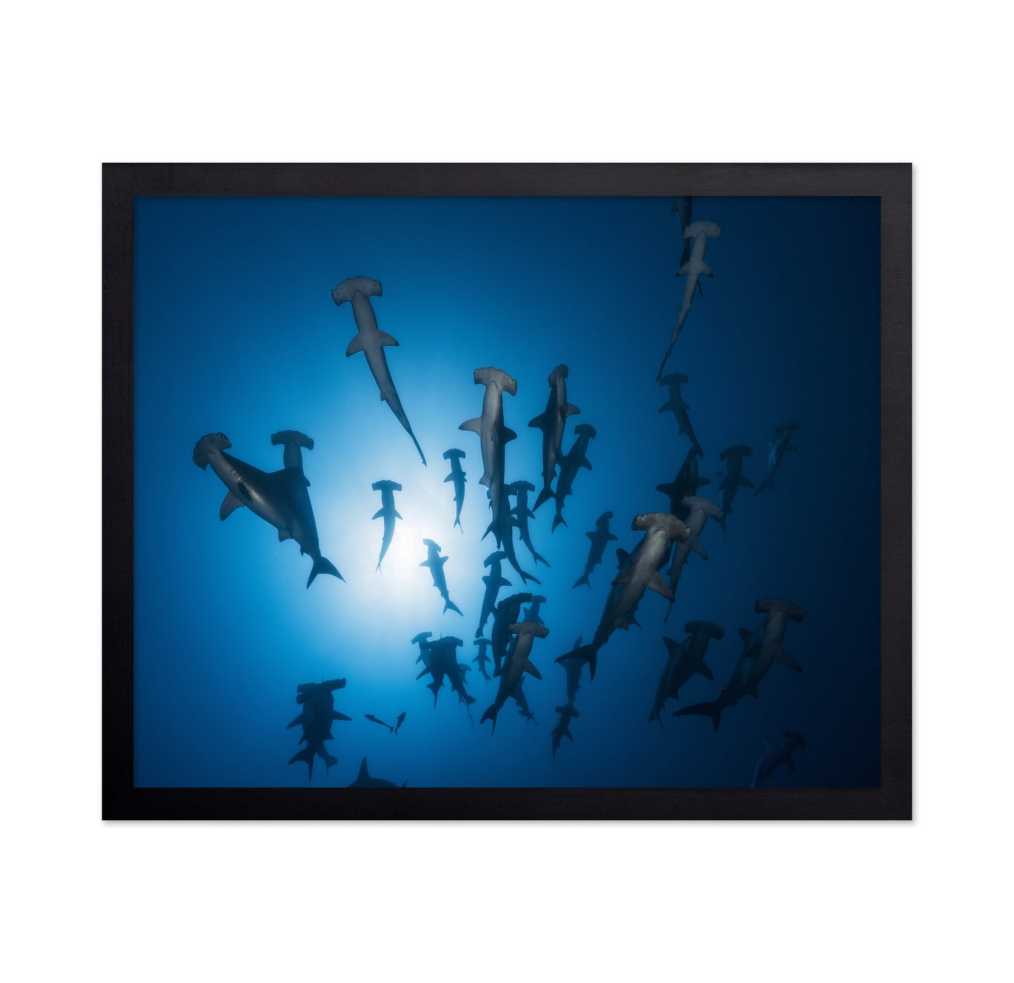 Hammerhead Shark No 1