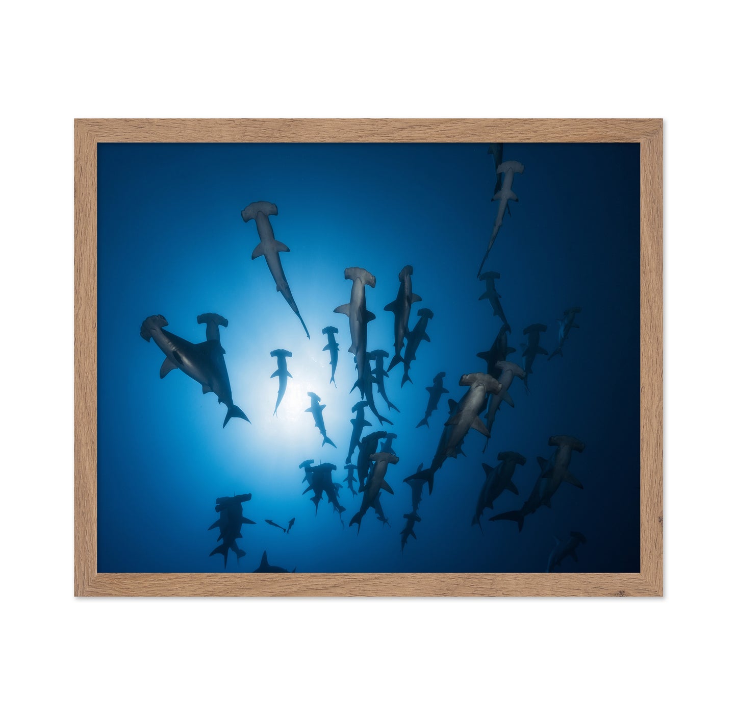 Hammerhead Shark No 1