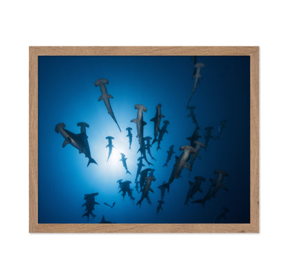 Hammerhead Shark No 1