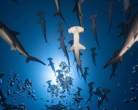 Hammerhead Shark No 2
