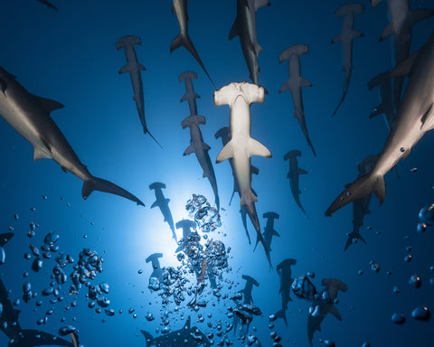 Hammerhead Shark No 2