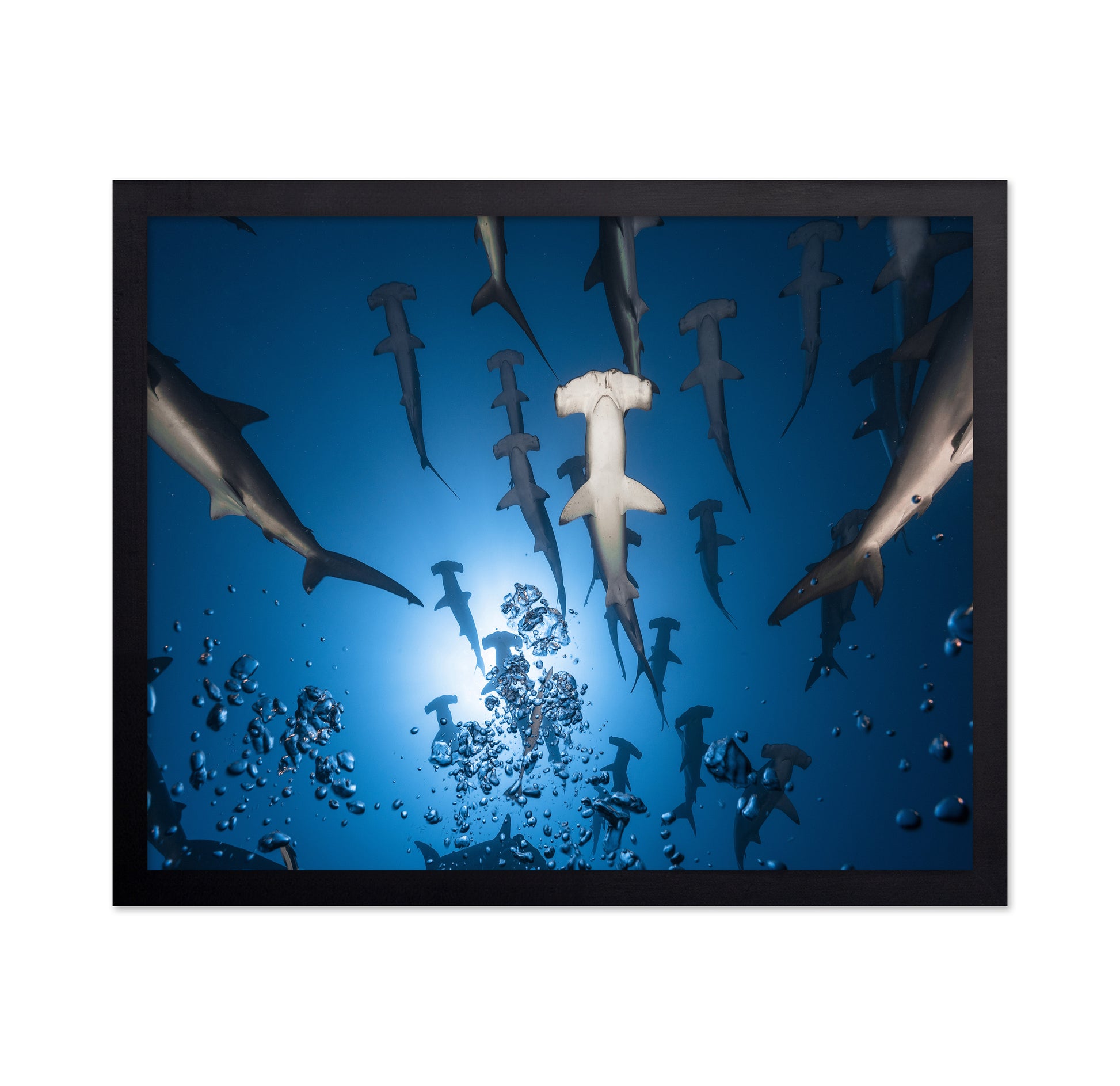 Hammerhead Shark No 2