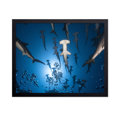 Hammerhead Shark No 2