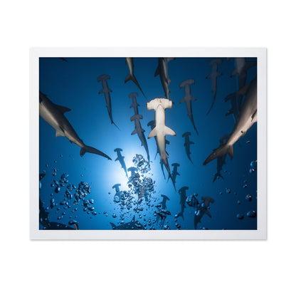 Hammerhead Shark No 2