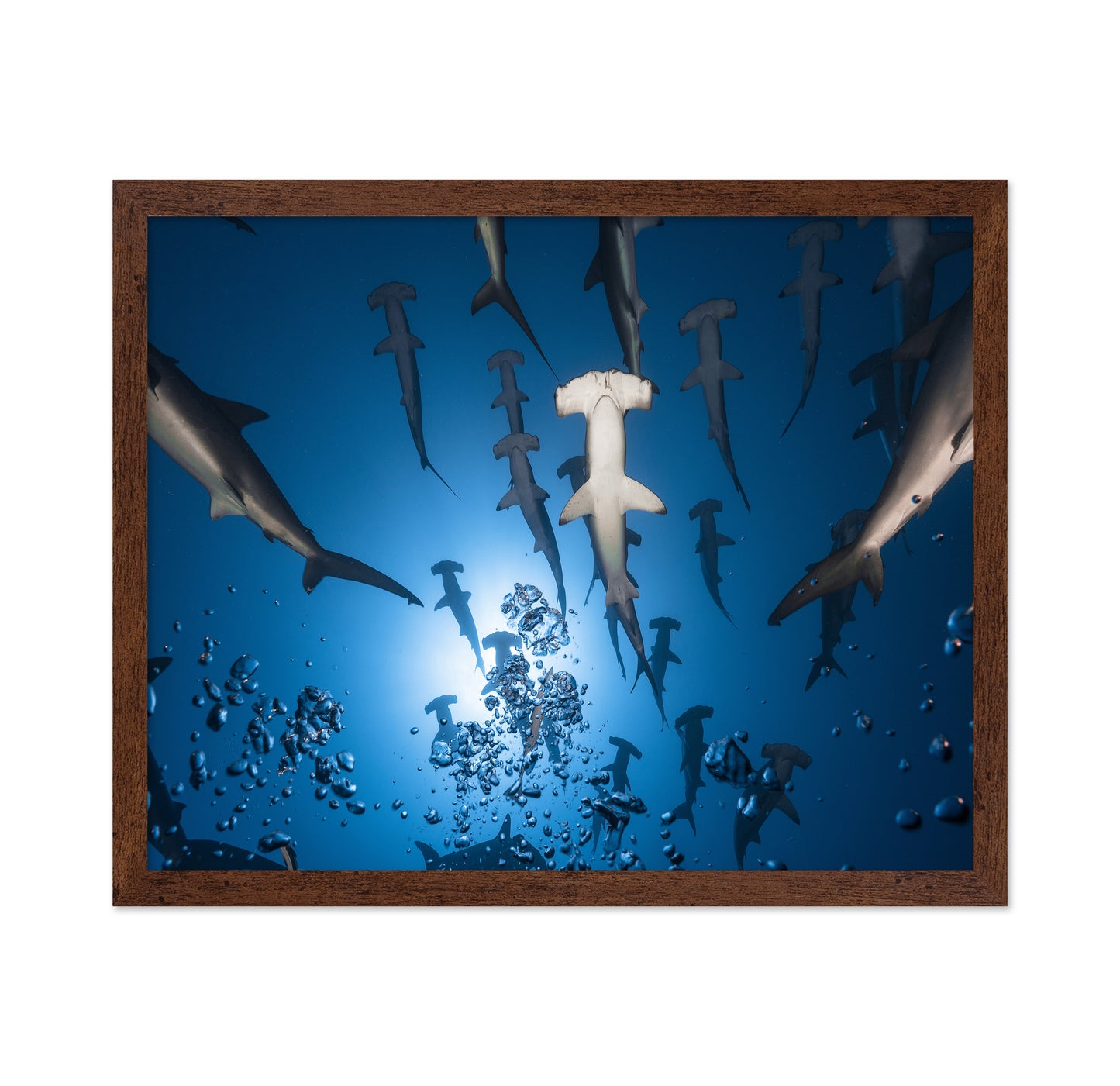 Hammerhead Shark No 2