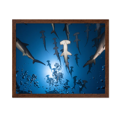 Hammerhead Shark No 2
