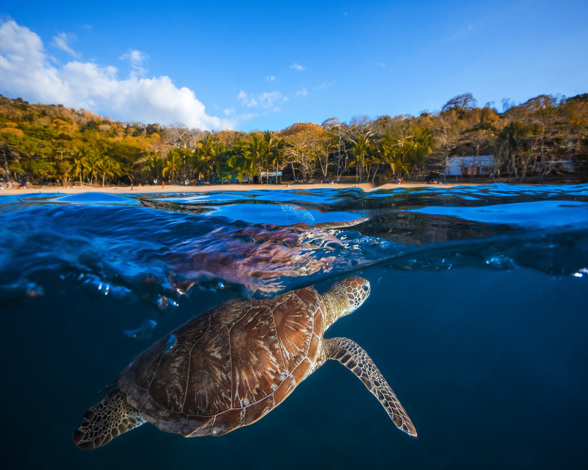 Green Turtle No 2