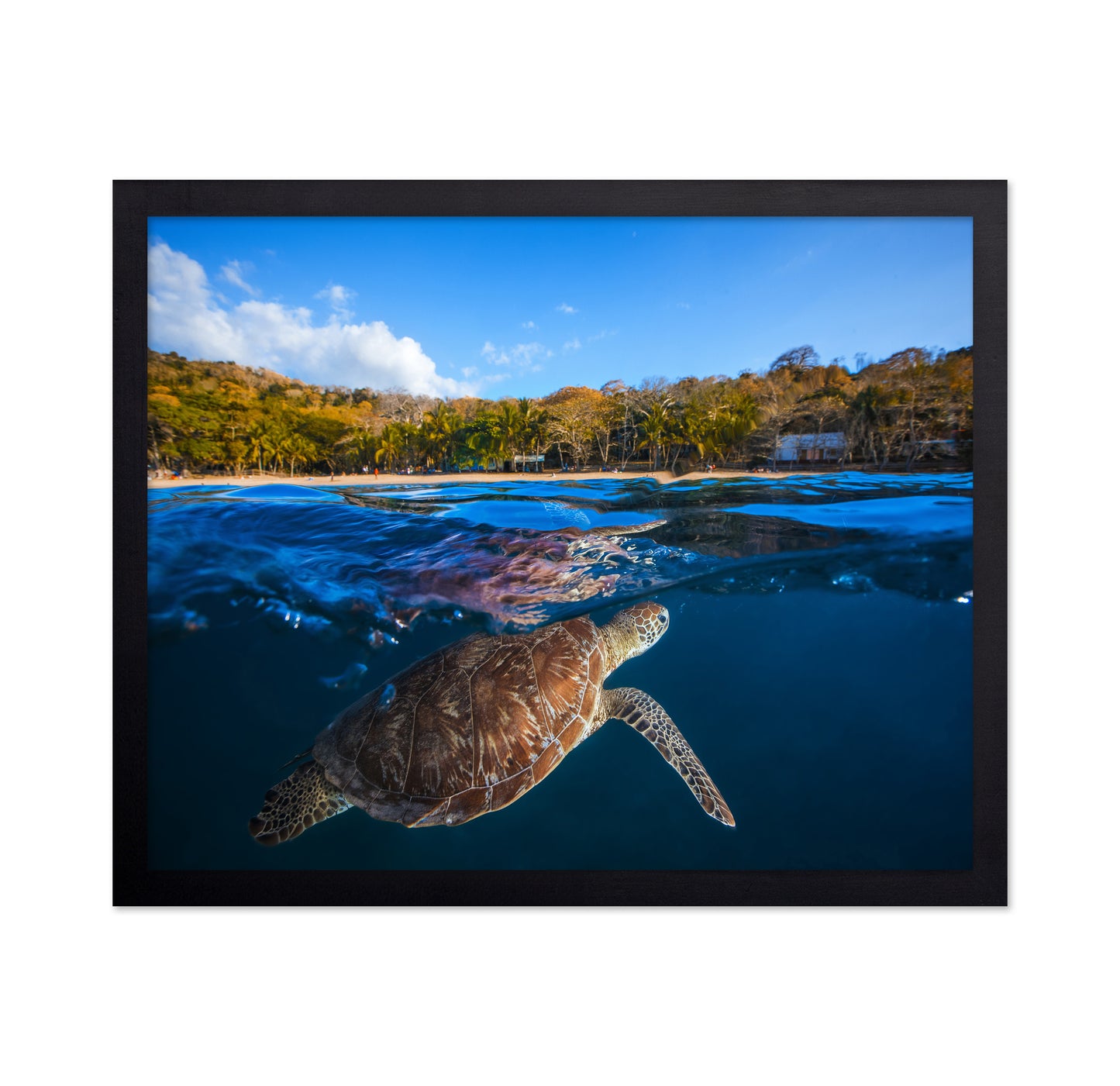 Green Turtle No 2