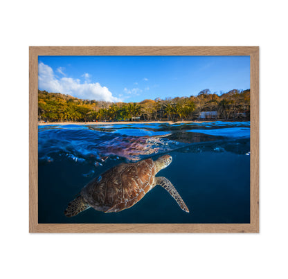 Green Turtle No 2