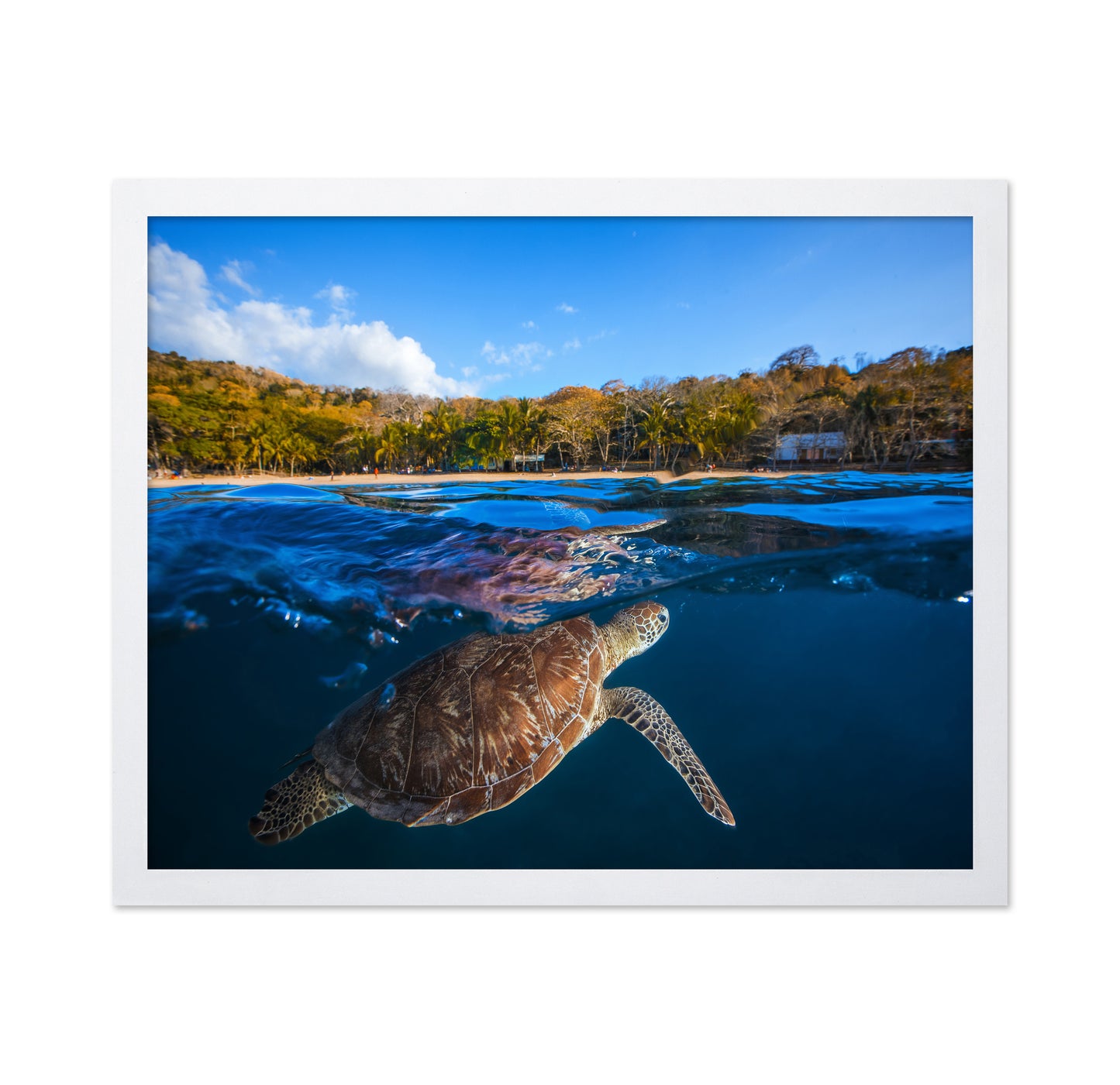 Green Turtle No 2