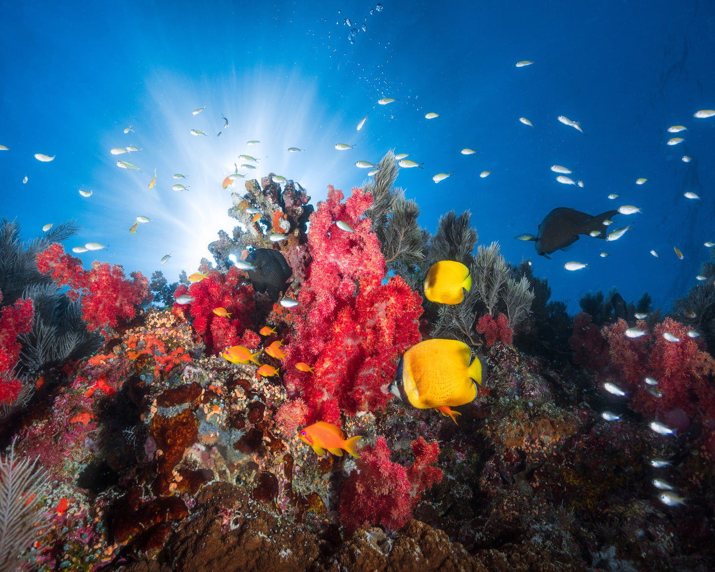 Reef Life No 1