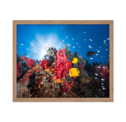 Reef Life No 1