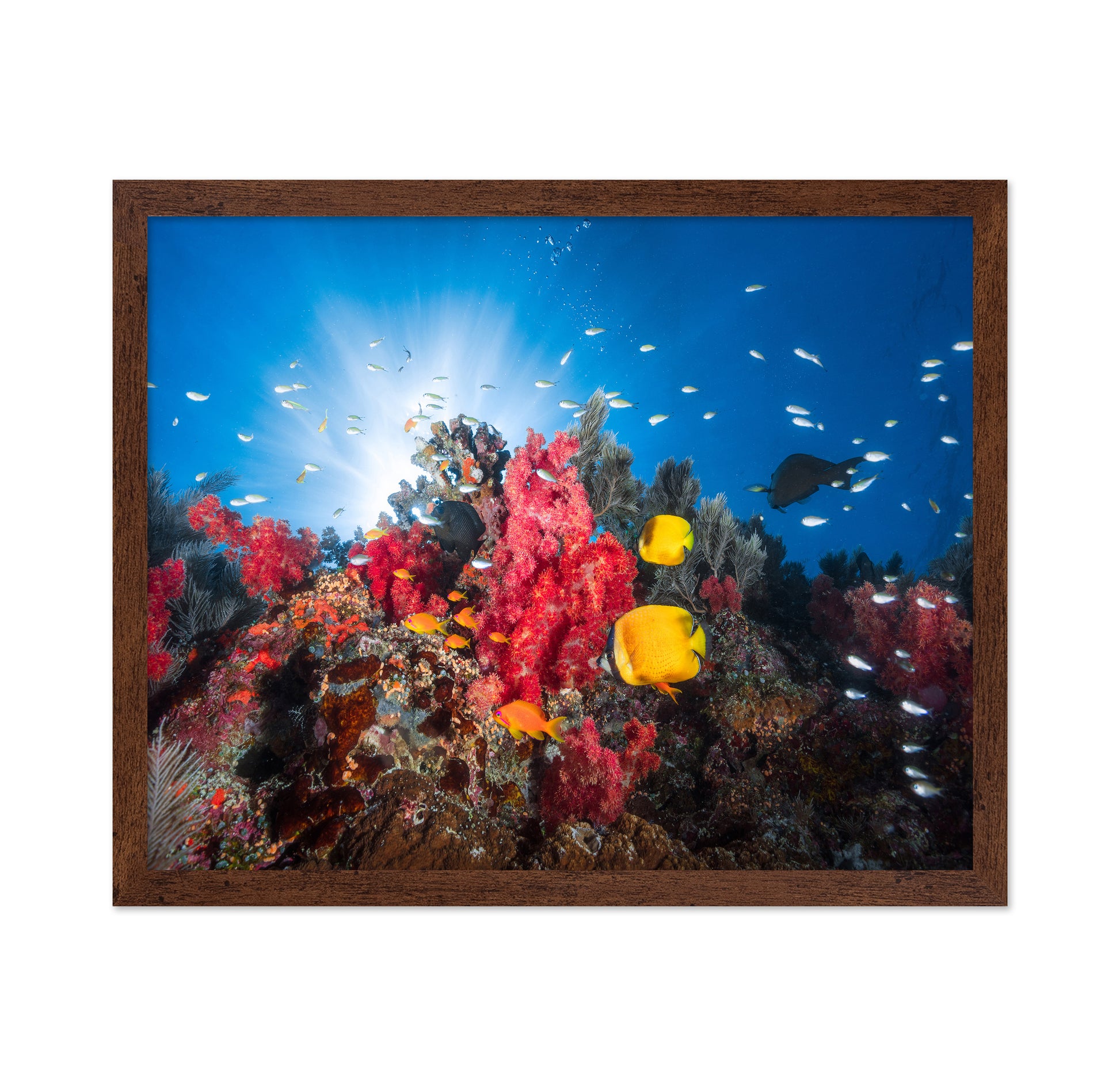 Reef Life No 1