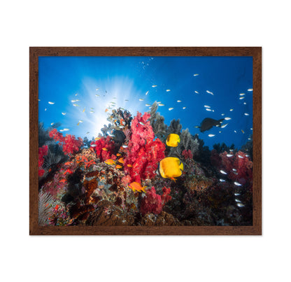 Reef Life No 1