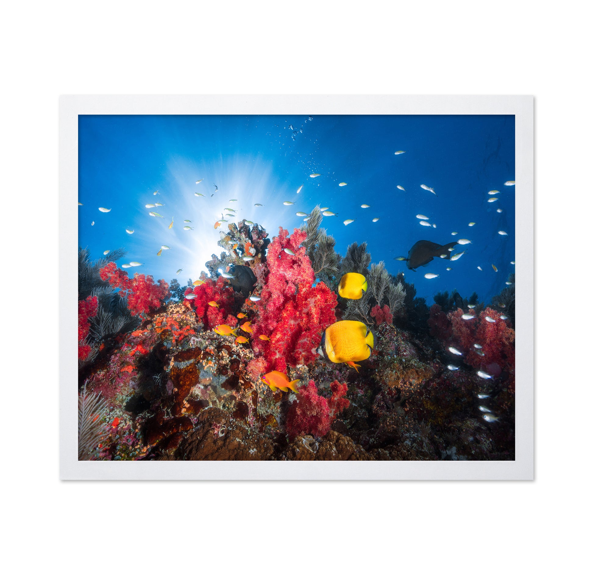 Reef Life No 1