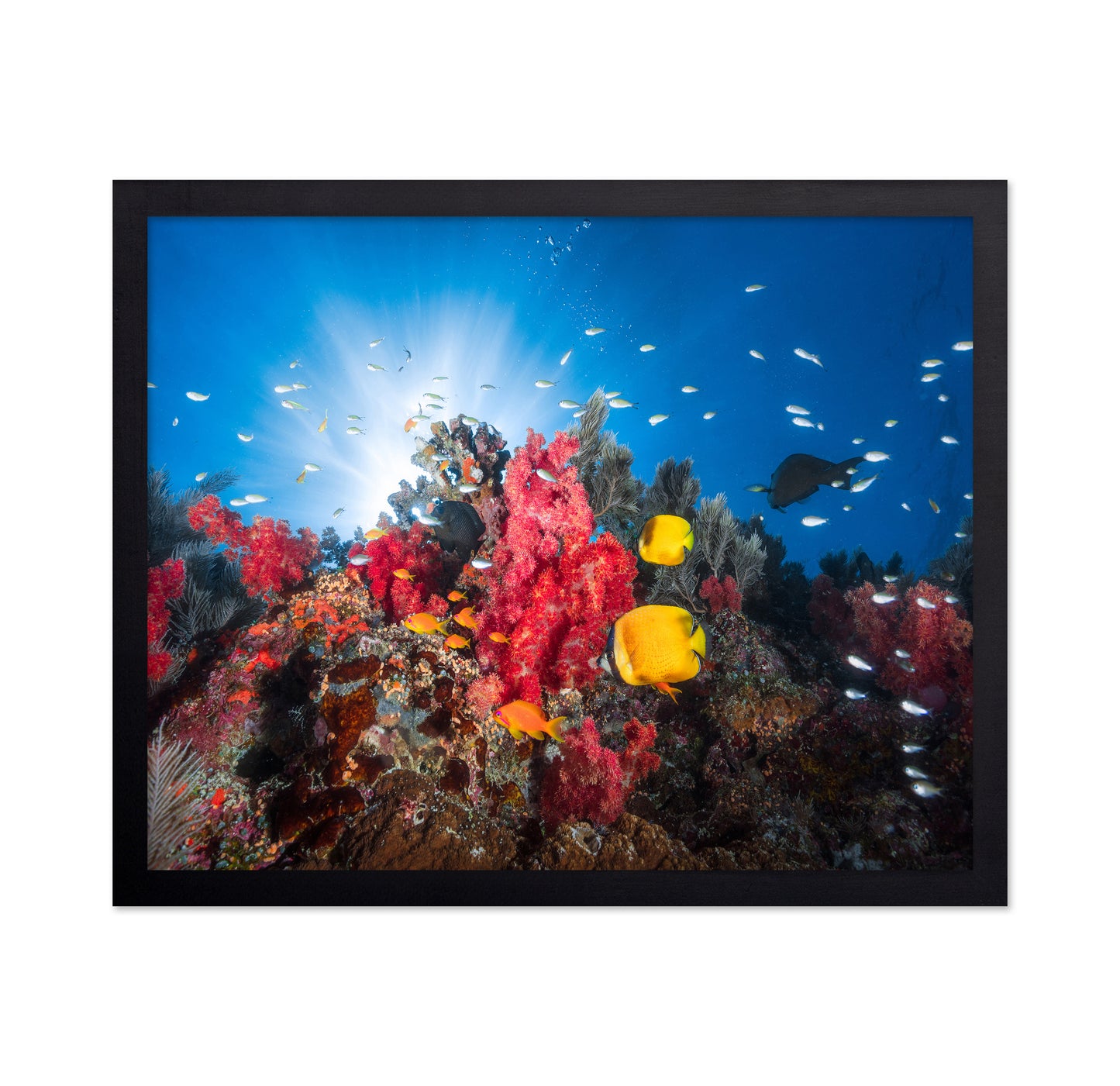 Reef Life No 1