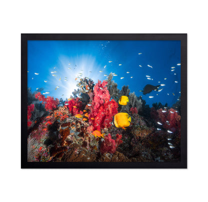Reef Life No 1