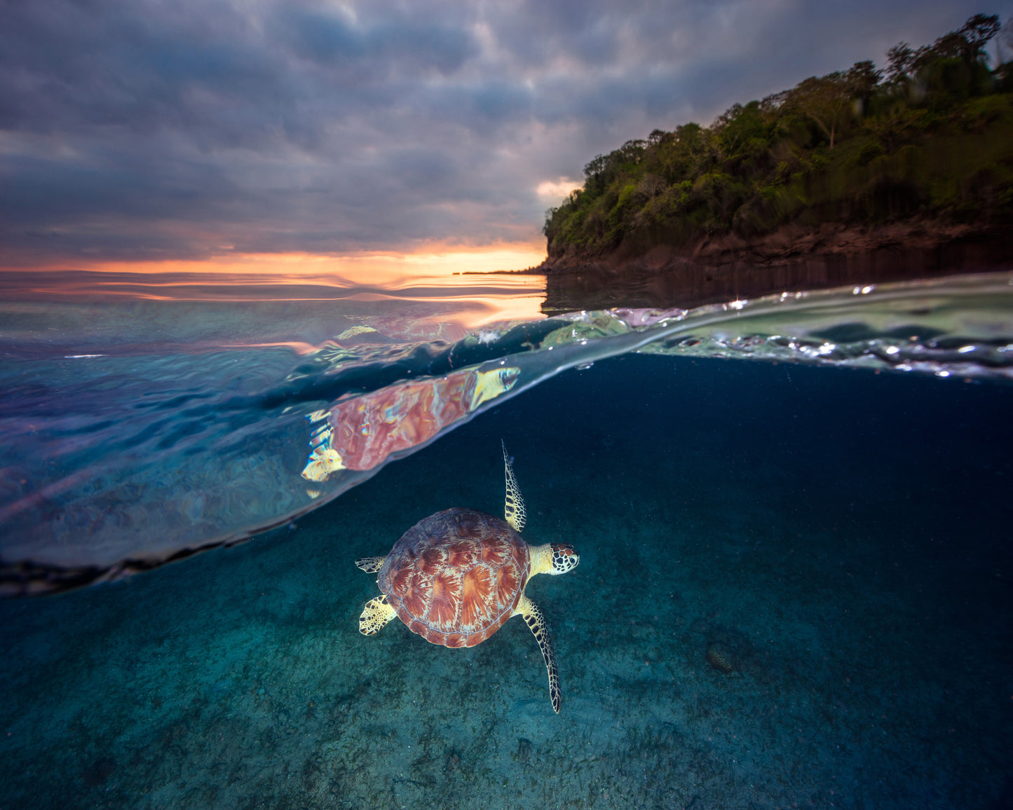 Green Turtle With Sunset