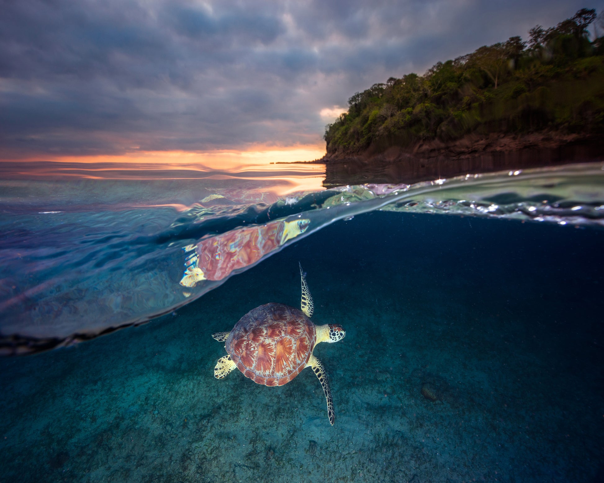 Green Turtle With Sunset