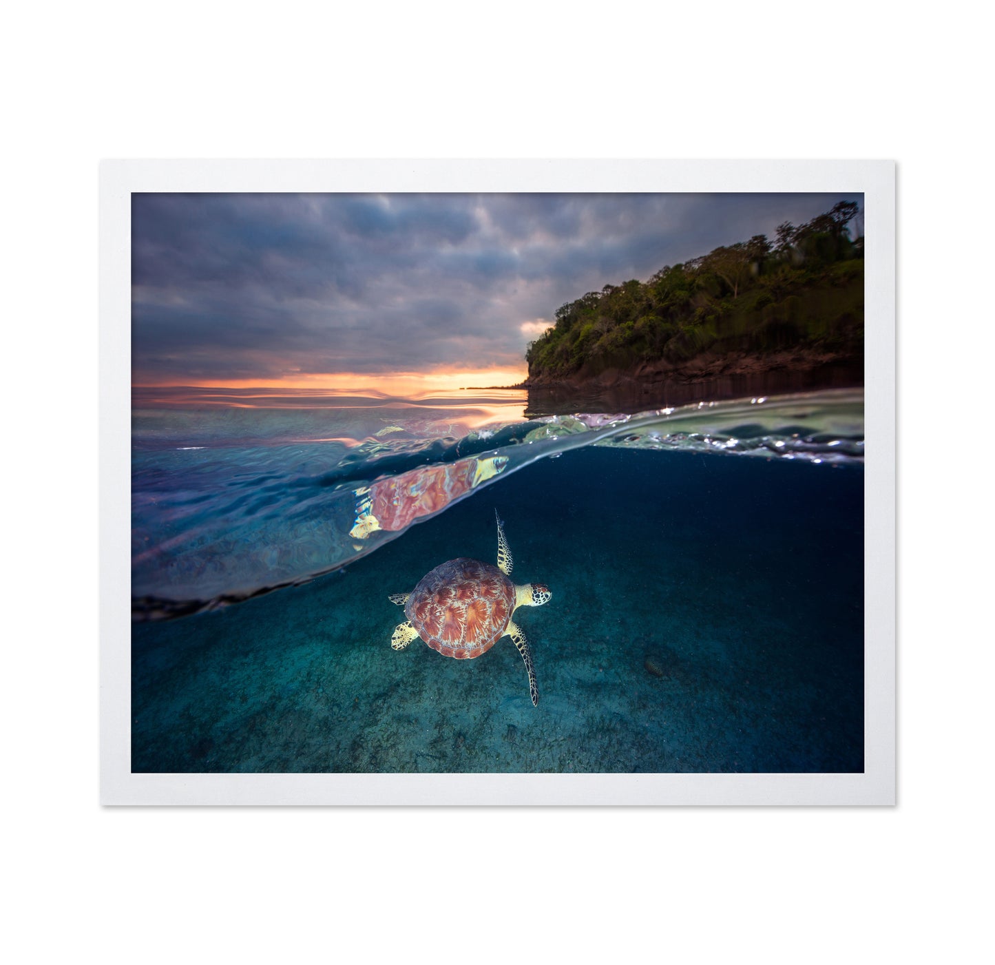 Green Turtle With Sunset