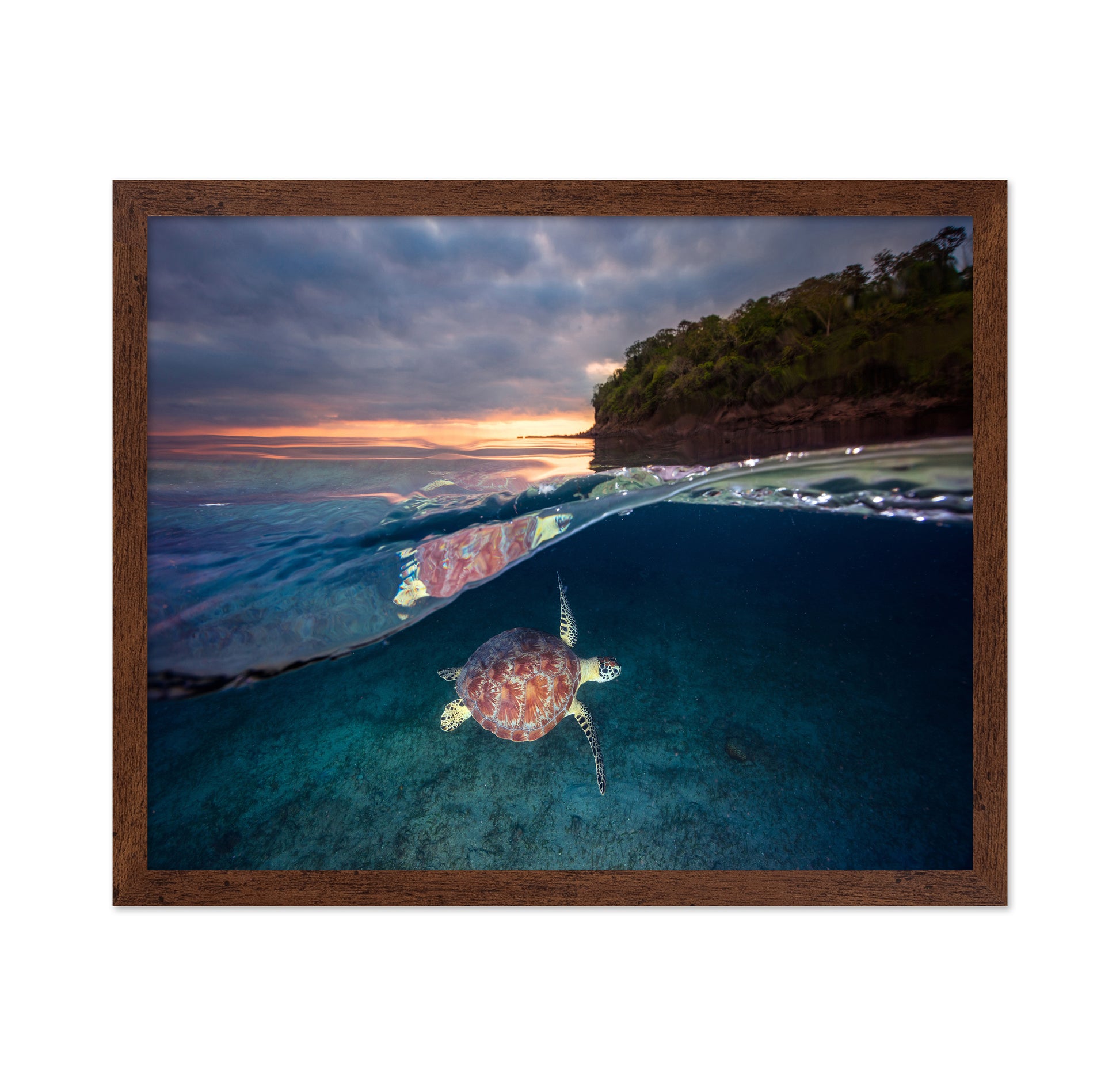 Green Turtle With Sunset