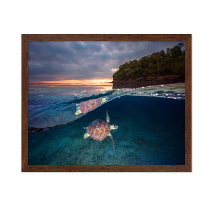 Green Turtle With Sunset