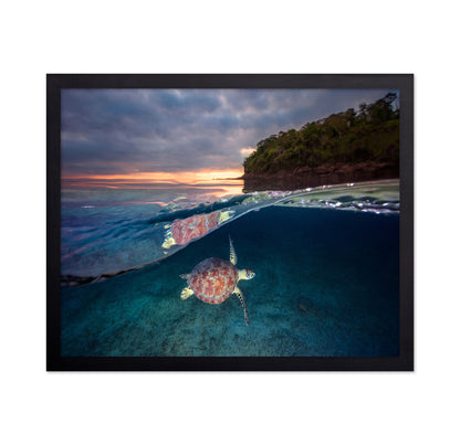 Green Turtle With Sunset
