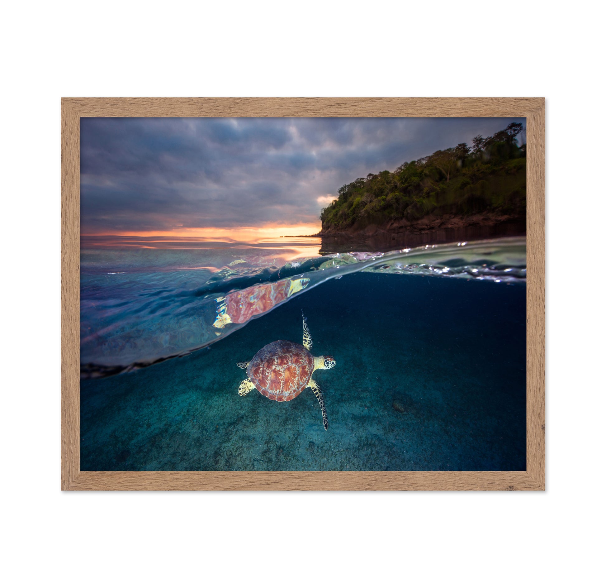 Green Turtle With Sunset