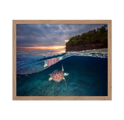 Green Turtle With Sunset