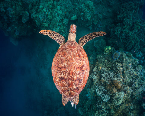Flying Over The Reef
