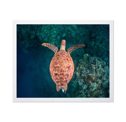 Flying Over The Reef