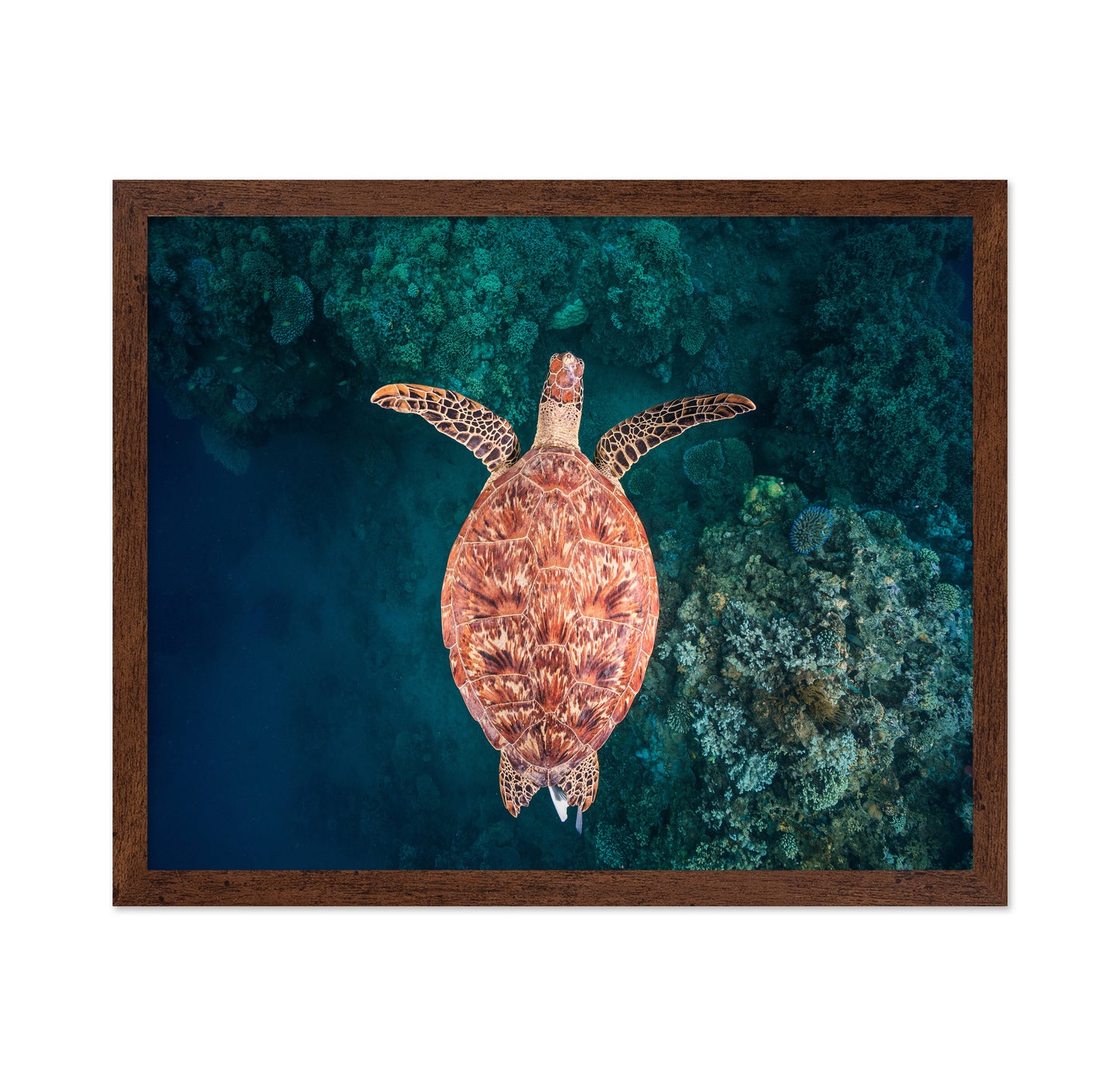 Flying Over The Reef