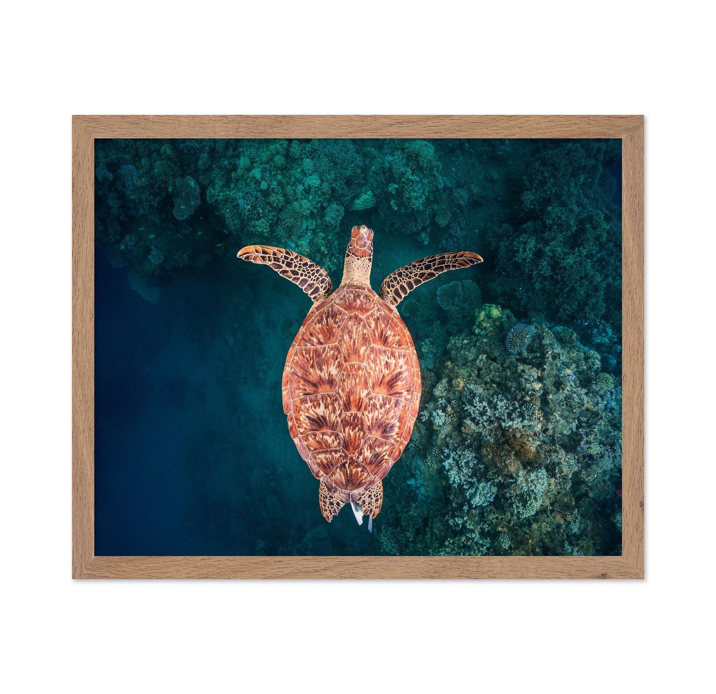 Flying Over The Reef