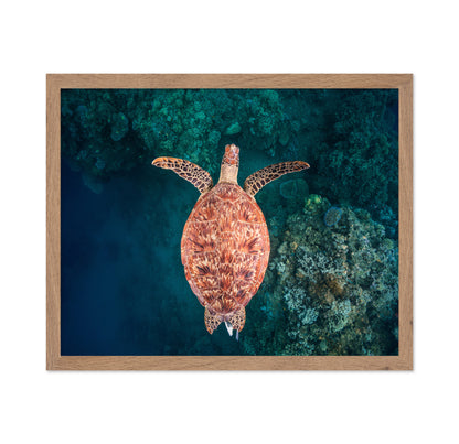 Flying Over The Reef